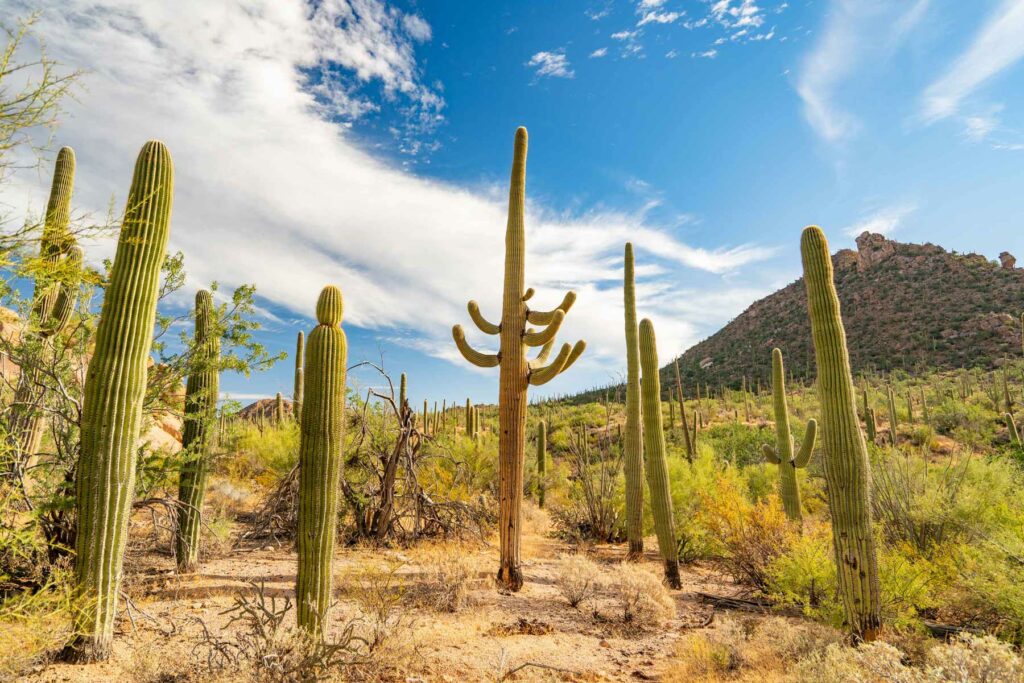 Tucson