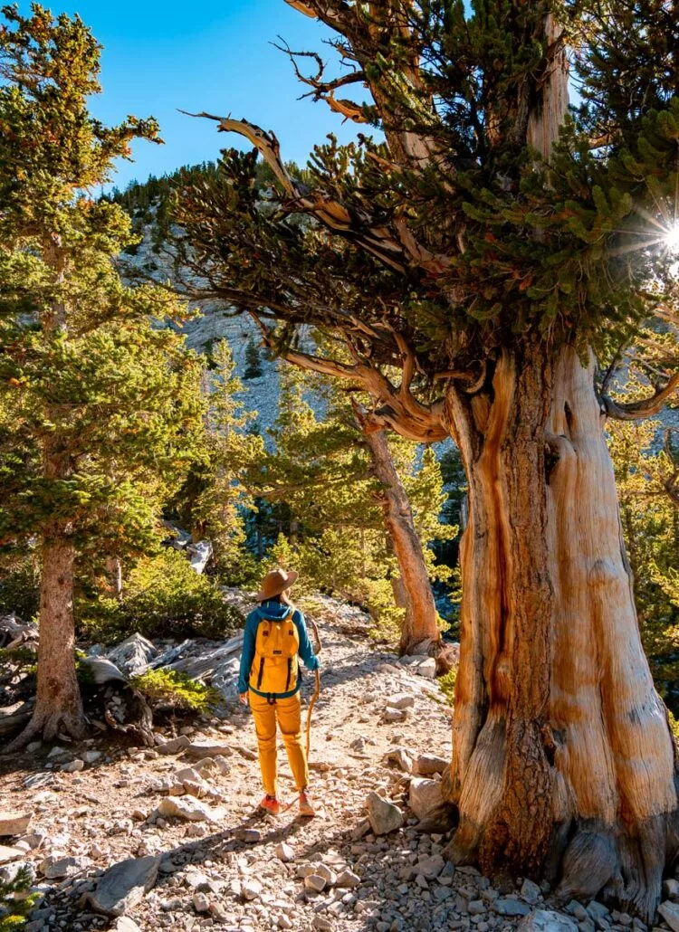 living in nevada, moving to nevada