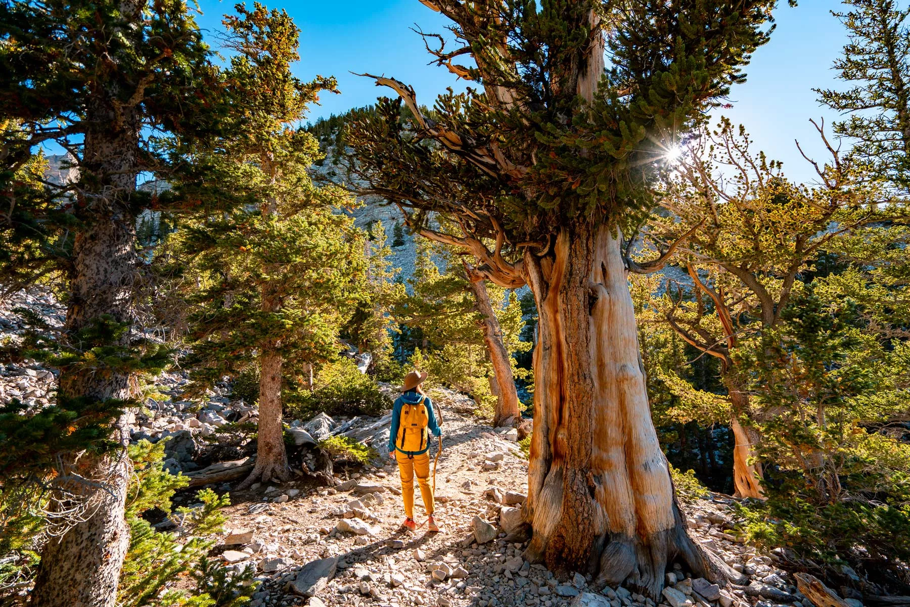 living in nevada, moving to nevada