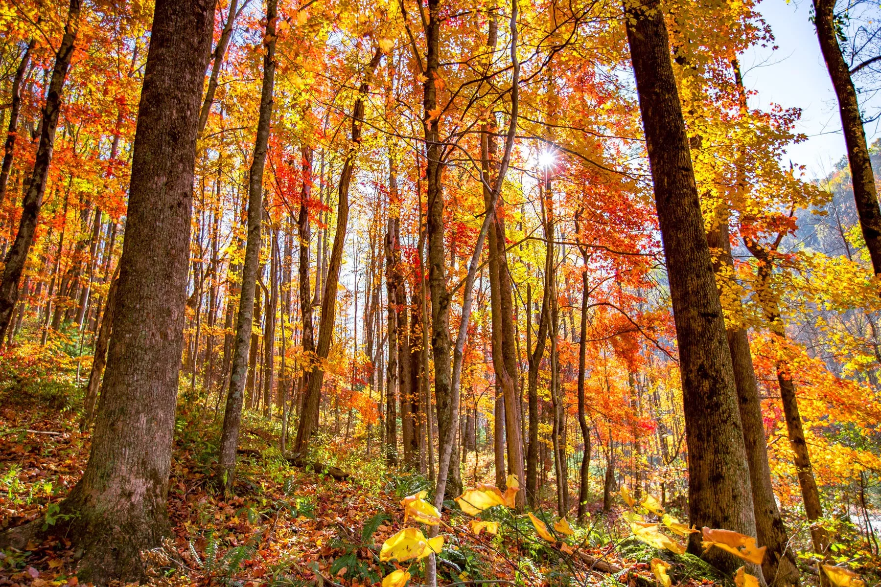 pros of living in tennessee