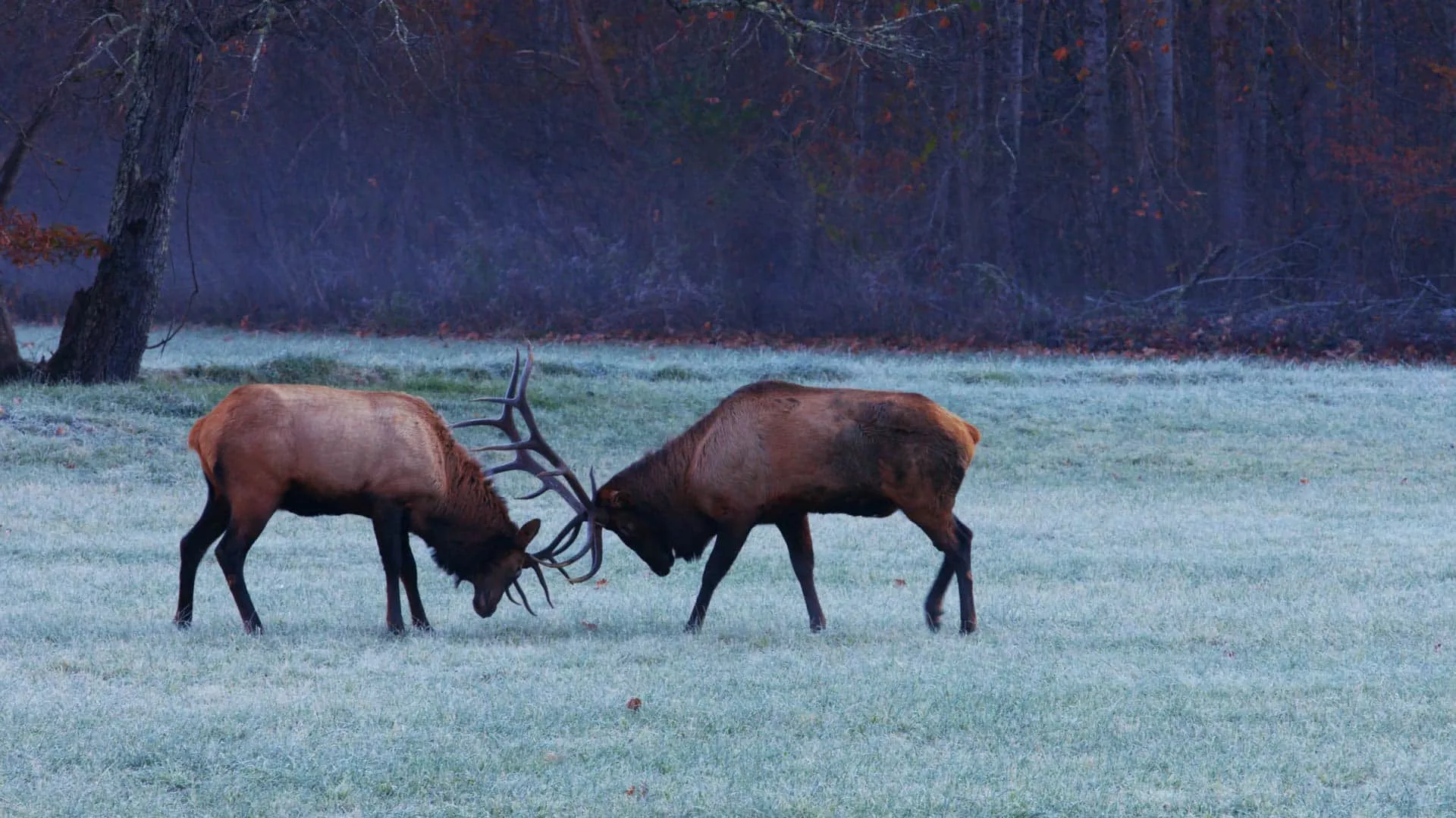 north carolina living