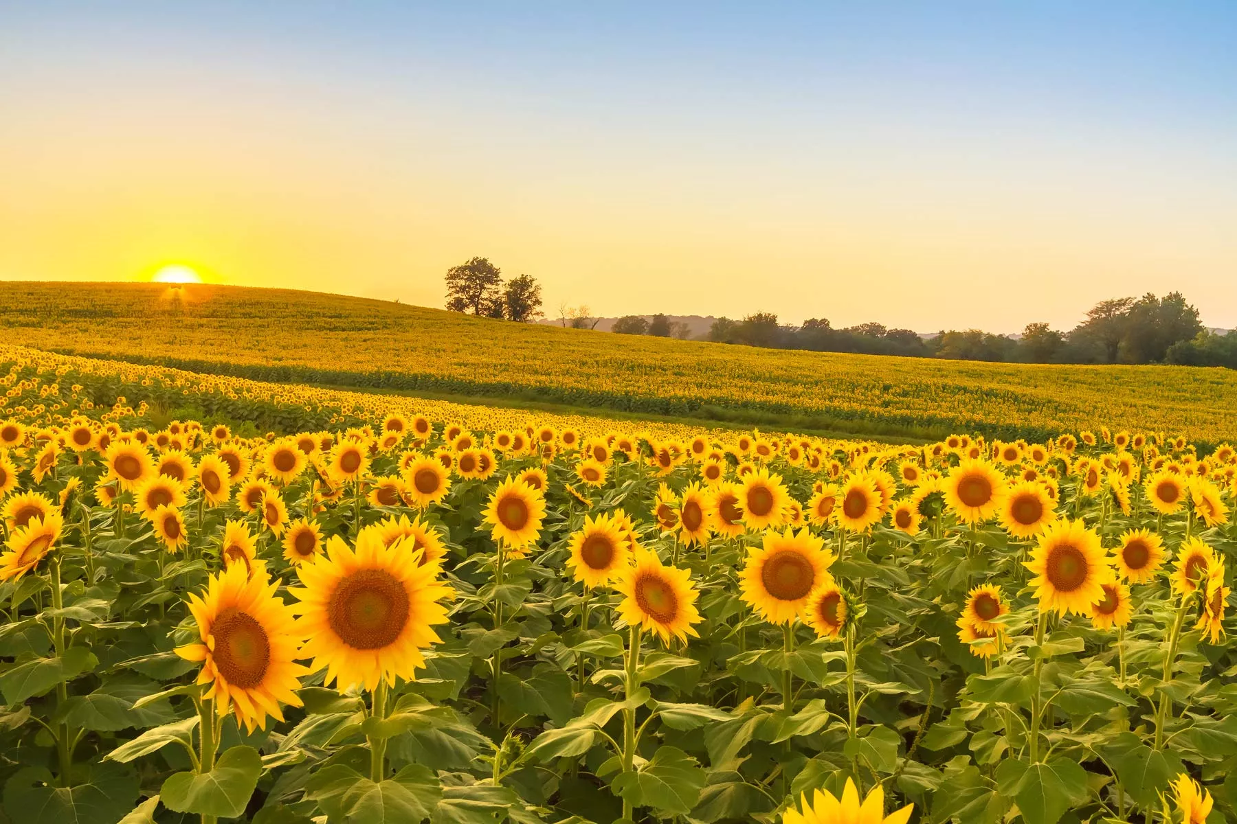 living in kansas, moving to kansas