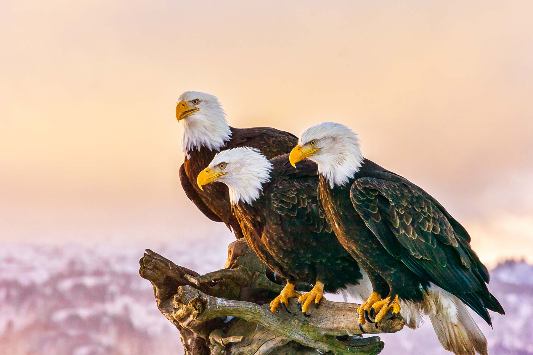 living in alaska, moving to alaska, alaska wildlife
