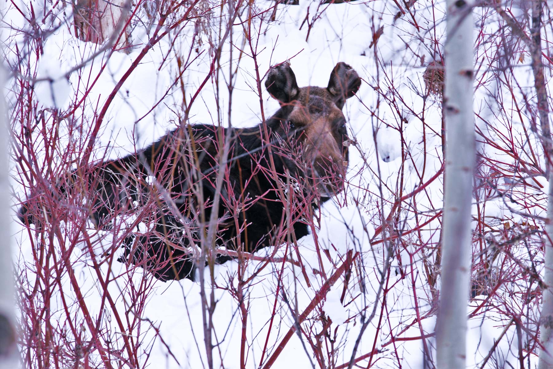 winter in wyoming