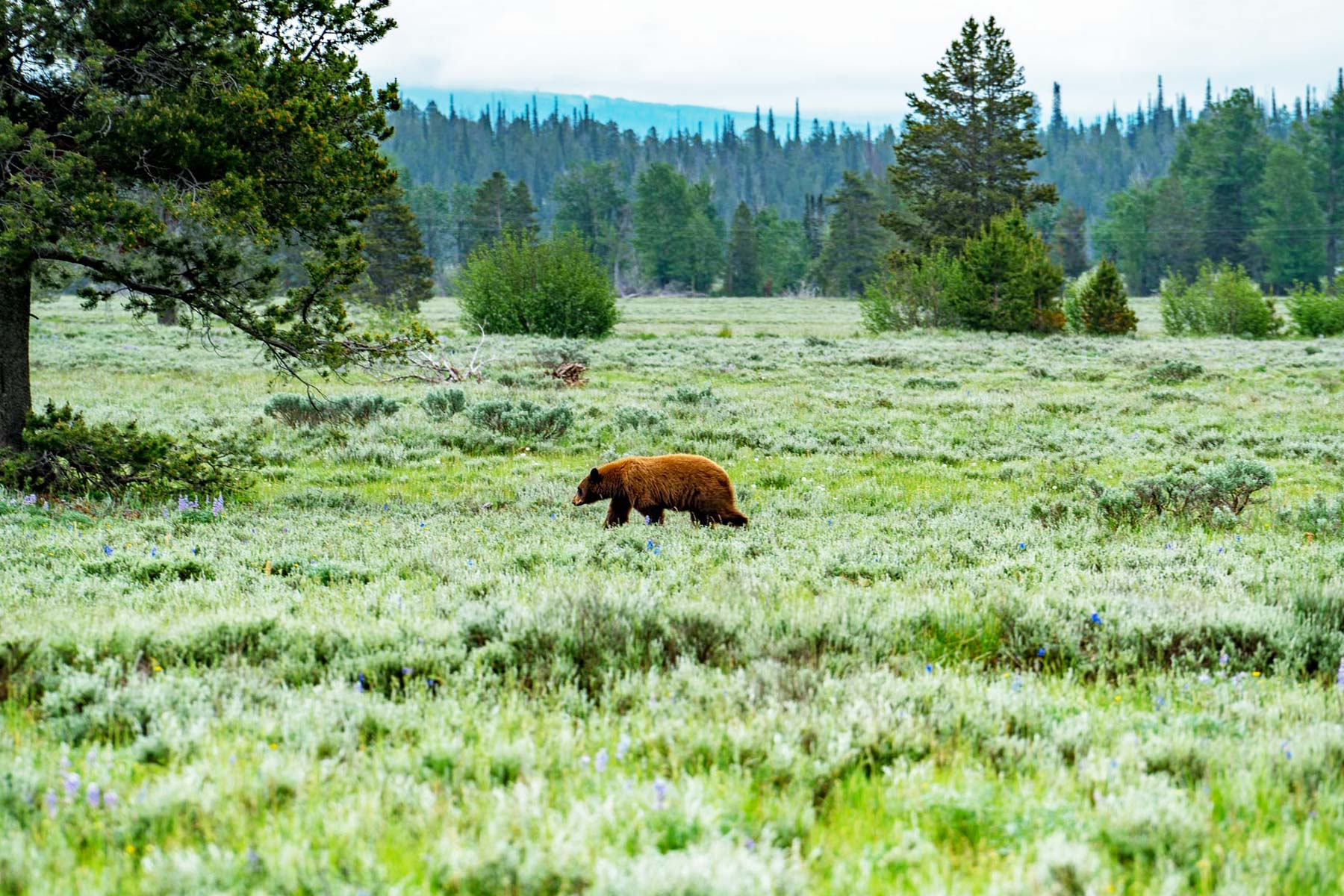 moving to wyoming
